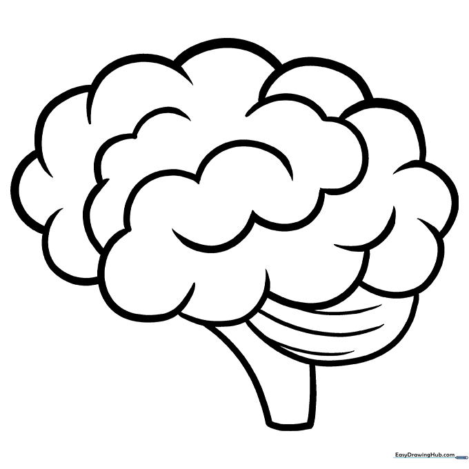 Human Brain Anatomy