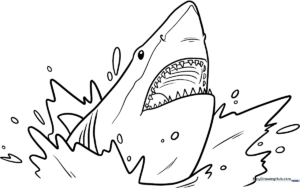 A clean, black-and-white line art illustration of a friendly shark head with large eyes and sharp teeth, designed for children to color.