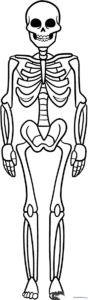 A friendly, cartoon-style skeleton illustration with bold outlines, designed for children to color and practice fine motor control.