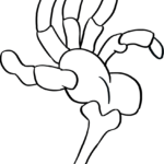 Black and white line art of a human skeleton hand with clear bone segments, designed for educational coloring and fine motor practice.