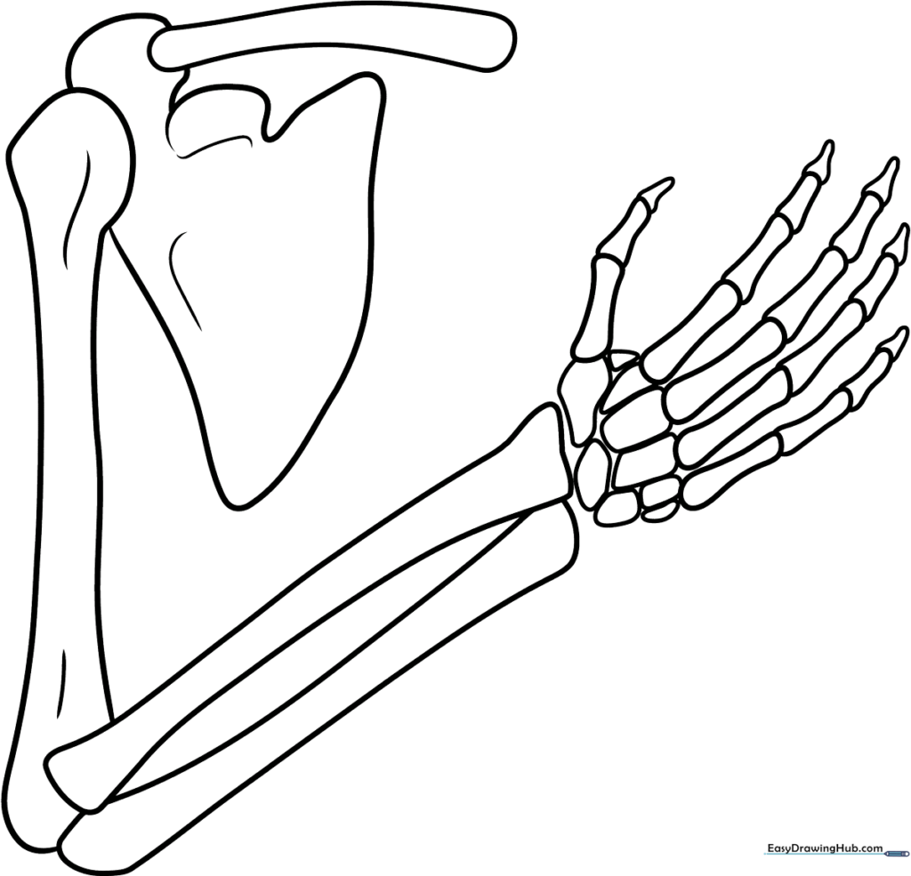 Skeleton Arm Coloring Sheet