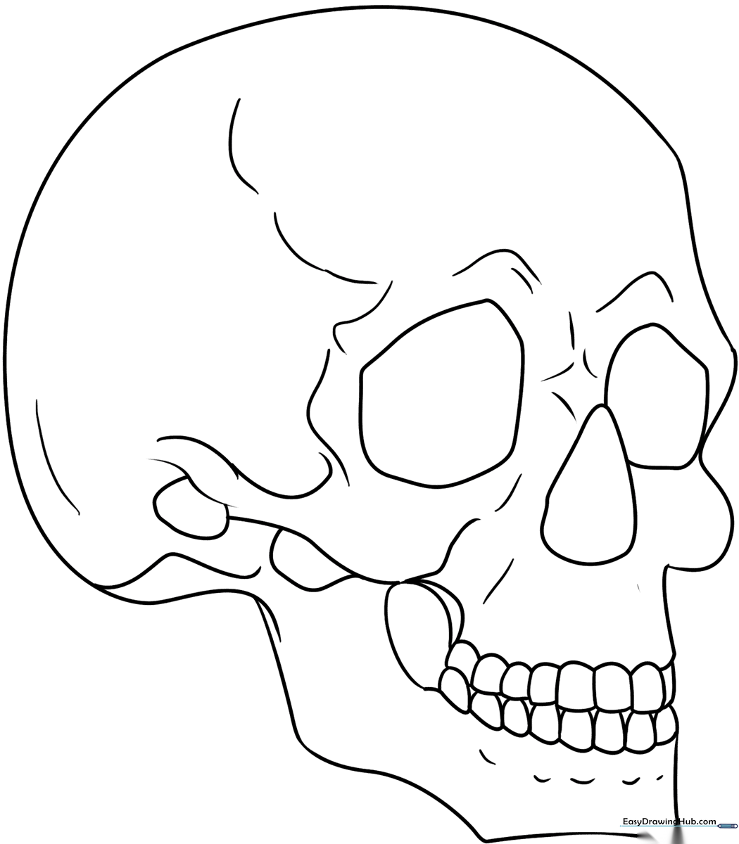 Black and white line art of a human skull in 3/4 profile view, featuring clean outlines for easy coloring and anatomical detail.