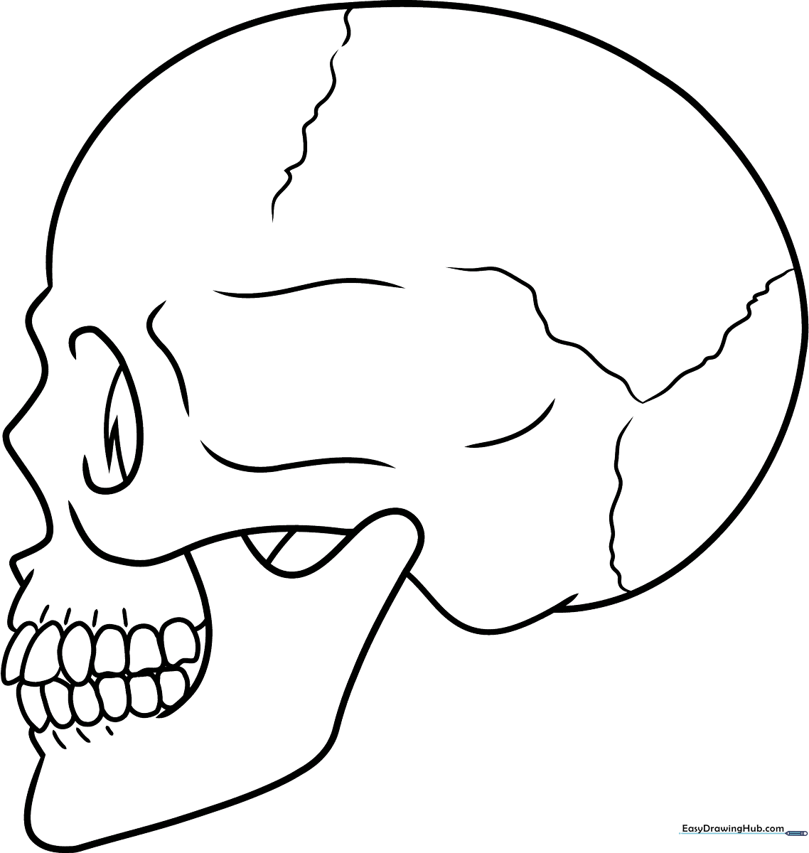 Black and white line art of a human skull viewed from the side, featuring clear outlines of the jaw, eye socket, and cranium for educational coloring.