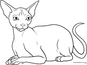 A clean, black-and-white line art illustration of a Sphynx cat with large ears and expressive eyes, designed for children to color.