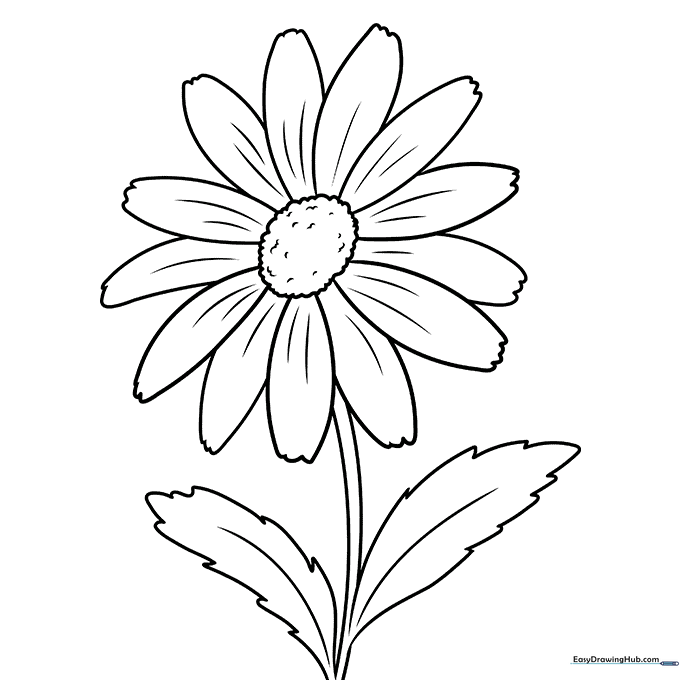 Classic Daisy Flower