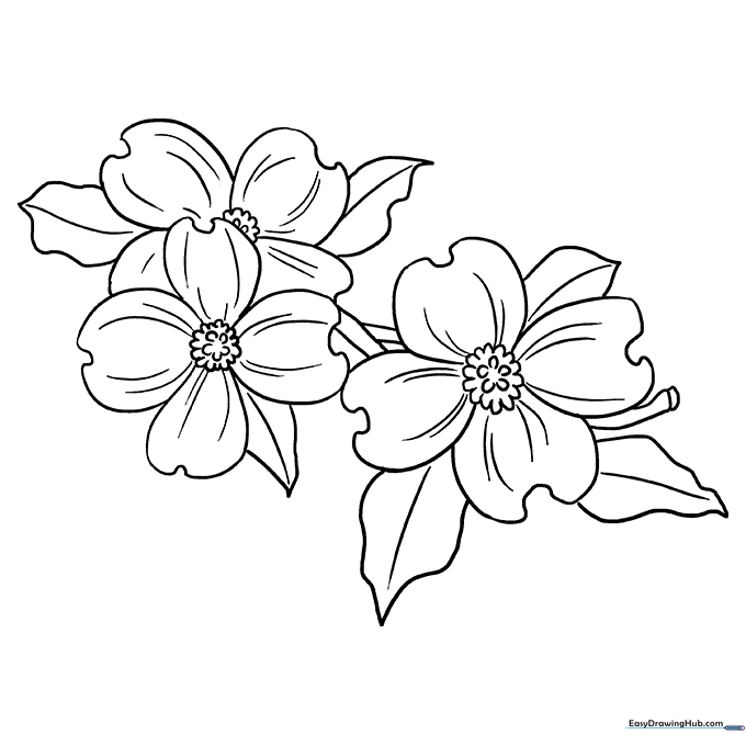 Elegant Dogwood Flower