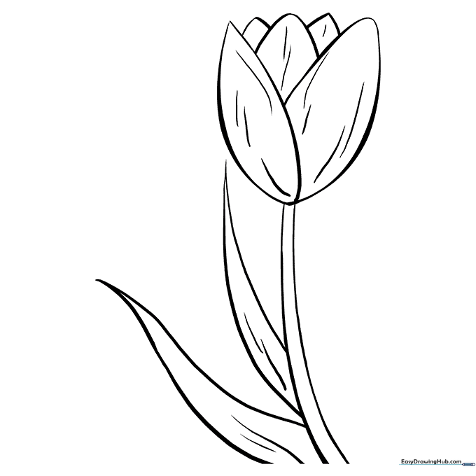 Beautiful Tulip