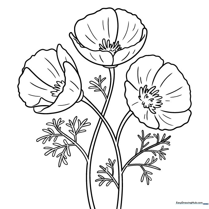 California Poppy