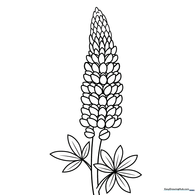 Lupine Flower