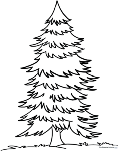 Black and white line art of a spruce tree with detailed pine needles and a sturdy trunk, ready for coloring.
