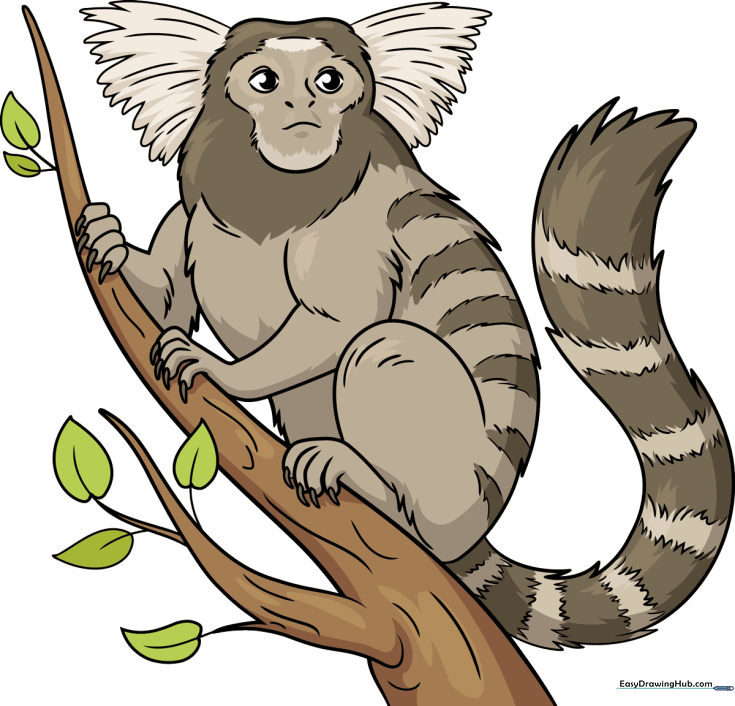 Marmoset