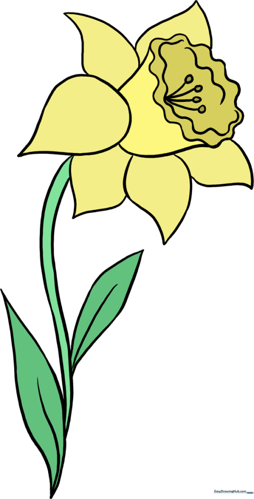 Daffodil
