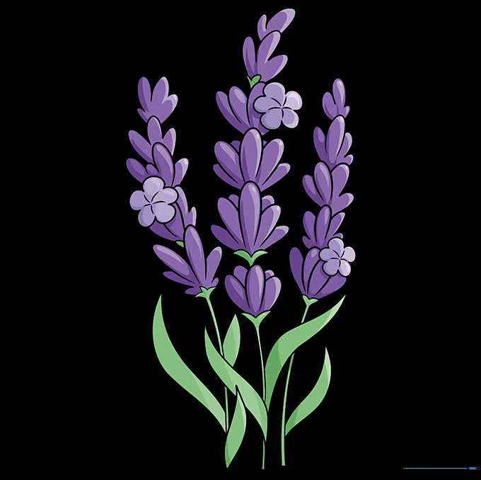 Lavender
