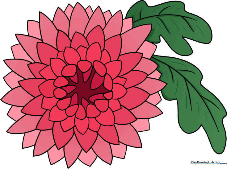 Chrysanthemum