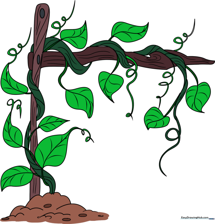 Vines