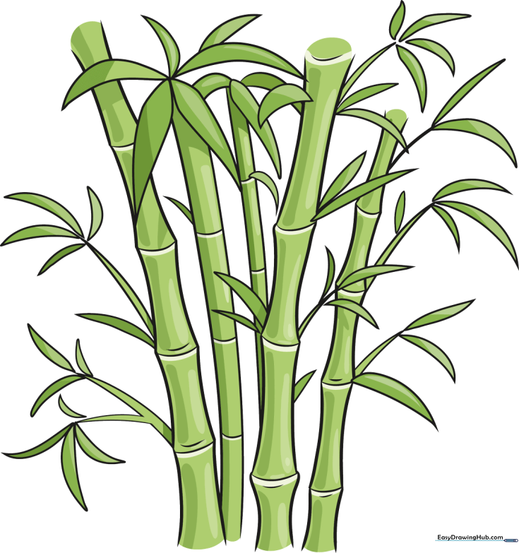 Bamboo