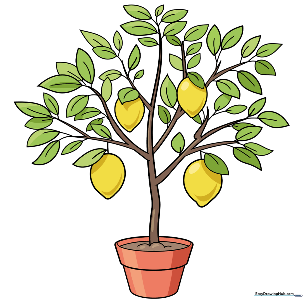Lemon Tree