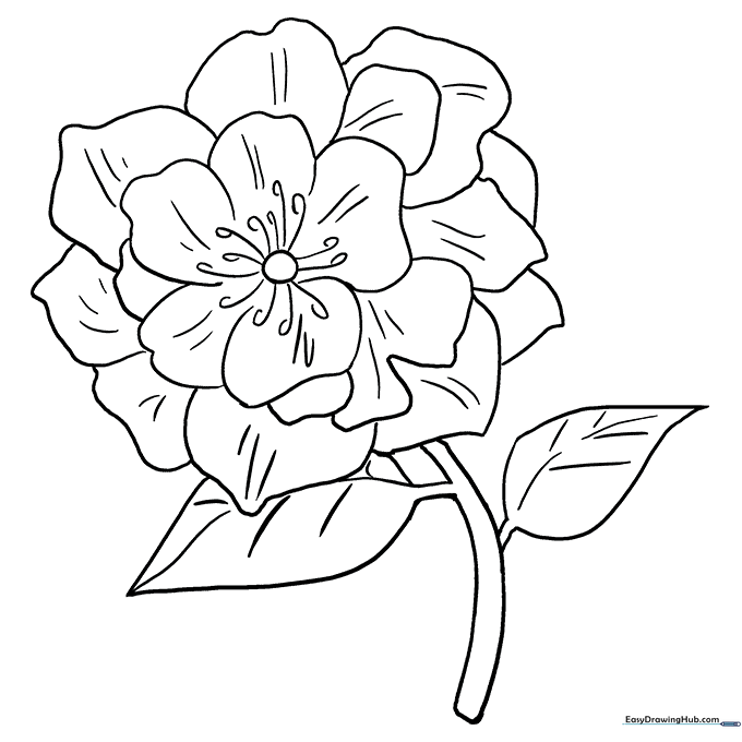 Peony Bloom Coloring Page