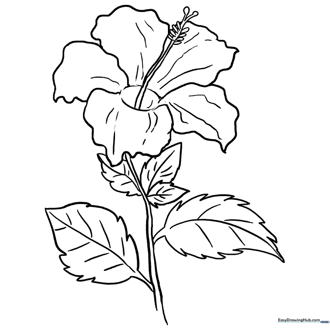 Tropical Hibiscus Coloring Page