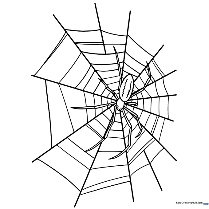 Spider Web with a Spider