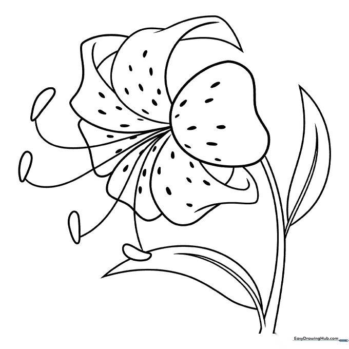 Tiger Lily Coloring Page