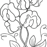 Black and white line art of a Sweet Pea flower with curled tendrils and soft petals, designed for children to color.