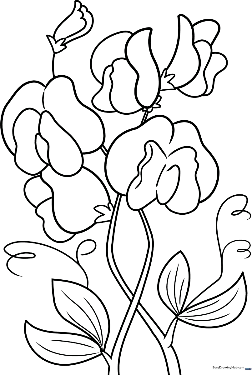 Black and white line art of a Sweet Pea flower with curled tendrils and soft petals, designed for children to color.