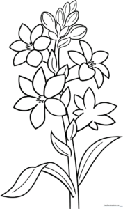 Black and white line art of a Tuberose flower with multiple budding blossoms, designed for children to color with markers or pencils.