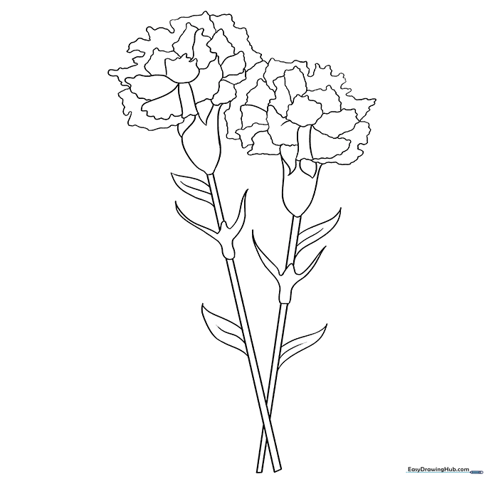 Carnation Coloring Sheet