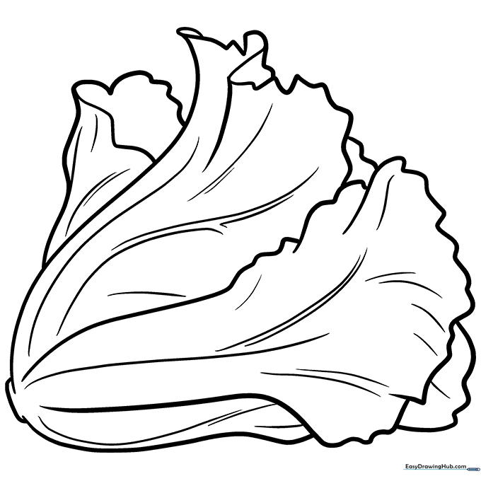 Lettuce Coloring Sheet