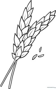 Black and white line art of a wheat stalk with detailed grain heads, ready for children to color.
