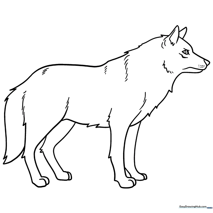 Classic Wolf Portrait