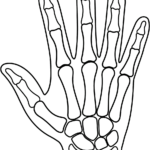 Black and white line art of a human ribcage and spine for children to color, featuring clear outlines for anatomical study.