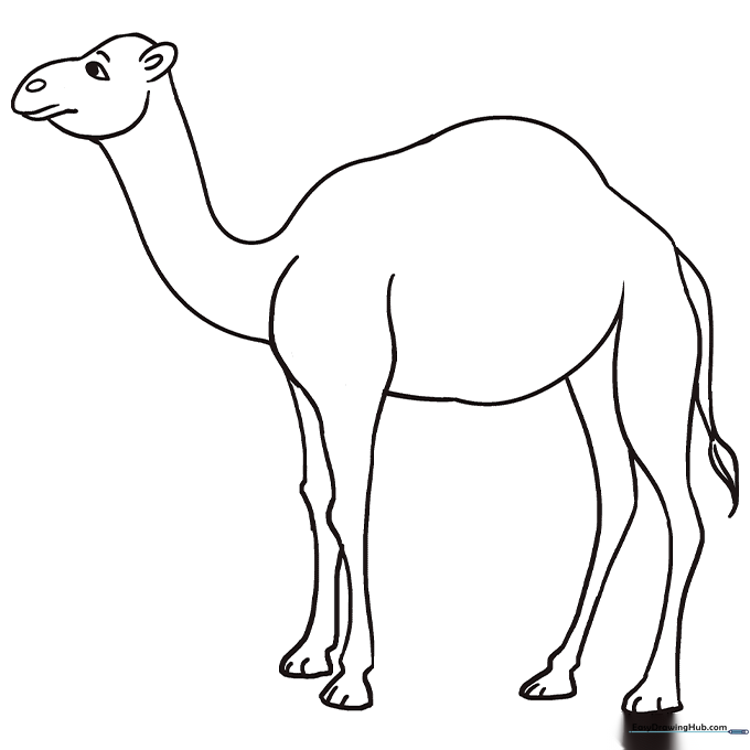 Camel Coloring Sheet