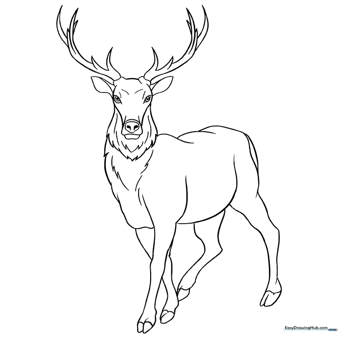 Elk Coloring Sheet
