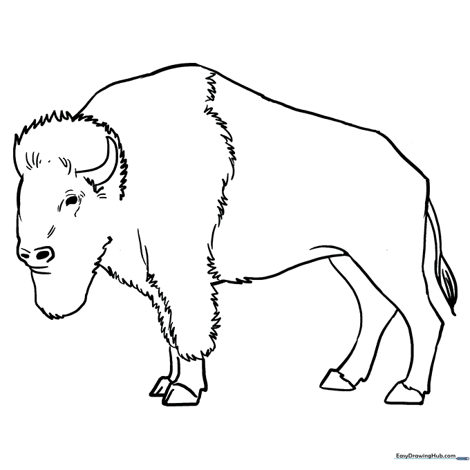 Buffalo