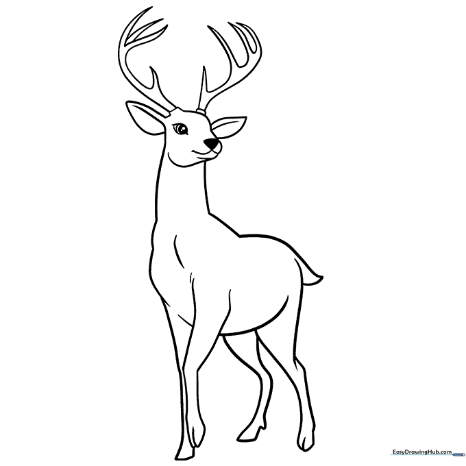 Deer