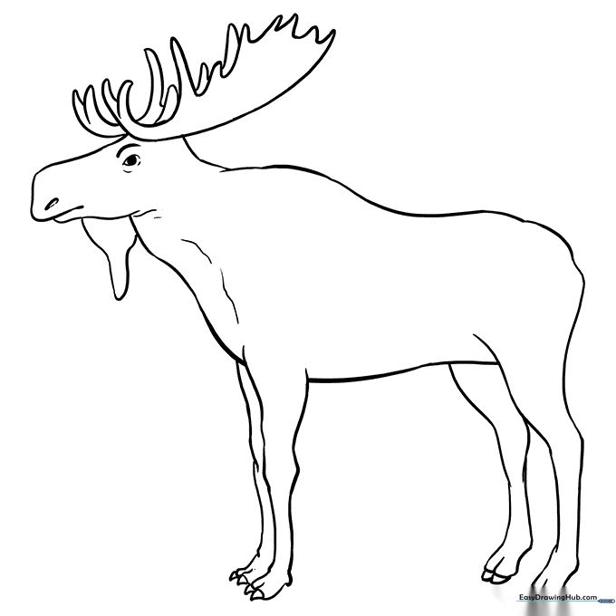 Moose