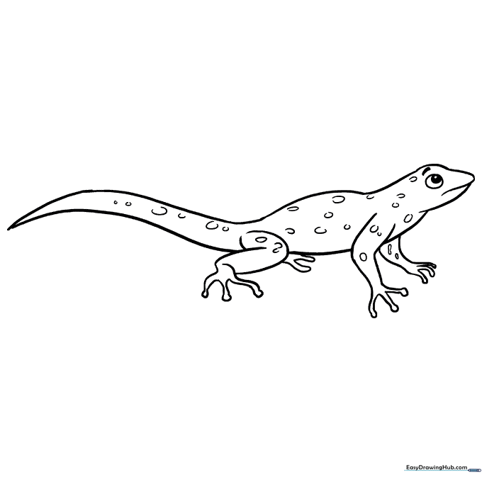 Lizard